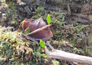 sporofyty Buxbaumia viridis na tmp č.3