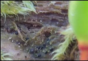 gametofyty Buxbaumia viridis