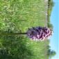 Suchomilné travinnobylinné a krovinové porasty na vápnitom podloží (*dôležité stanovištia Orchideaceae) (7.5.2023)