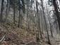 Lipovo-javorové sutinové lesy (2.5.2023)