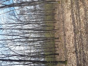 Celkový pohľad na porast