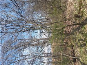 Celkový pohľad na porast