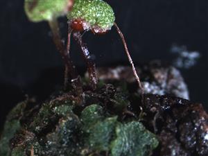Dopěstovaná karpocephala Mannia triandra 