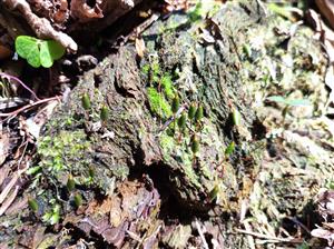 Buxbaumia viridis na TMP 070_1