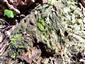 Buxbaumia viridis na TMP 070_1