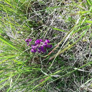 Orchis morio