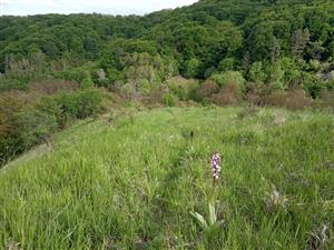 Orchis purpurea v poraste Brachypodium pinnatum v SV časti TML, ktorá je najmenej zarastená krovinami
