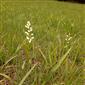 Suchomilné travinnobylinné a krovinové porasty na vápnitom podloží (*dôležité stanovištia Orchideaceae) (14.5.2023)