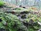 TMP - detail, Buxbaumia