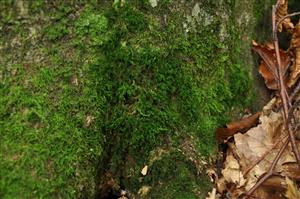 Dicranum viride v TMP_16
