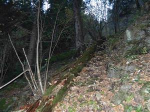 Ihráč-Nevoľné, Nad Ihráčskym potokom_TML 070
