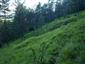 Suchomilné travinnobylinné a krovinové porasty na vápnitom podloží (*dôležité stanovištia Orchideaceae) (26.6.2014)
