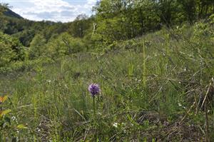 Orchis tridentata v poraste Tr2