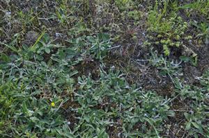 Miestami riedky porast s Pilosella officinarum, Scleranthus annuus a viacerými terofytmi v neskoro jarnom aspekte