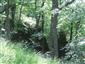 Lipovo-javorové sutinové lesy (1.7.2013)