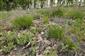 Detail porastu s Carex humilis a Teucrium chamaedrys