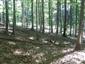 Bukové a jedľové kvetnaté lesy (16.9.2013)