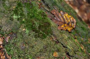 Dicranum viride v TMP_2