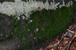 Dicranum viride v TMP_3