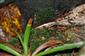 Dicranum viride v TMP_5