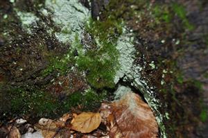Dicranum viride v TMP_8