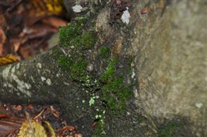 Dicranum viride v TMP_9
