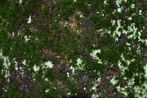 Dicranum viride v TMP_3