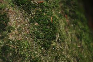 Dicranum viride v TMP_12