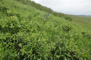 Cerasus fruticosa na okraji porastu