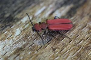 Cucujus cinnaberinus