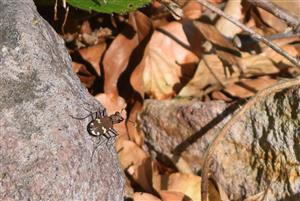 Cicindela sp.