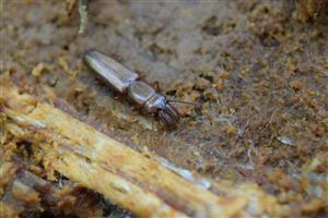 Prostomis mandibularis