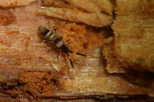 Orchesella