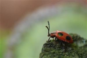 Endomychus coccineus