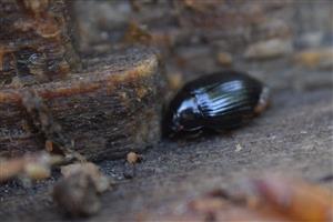 Platydema violaceum