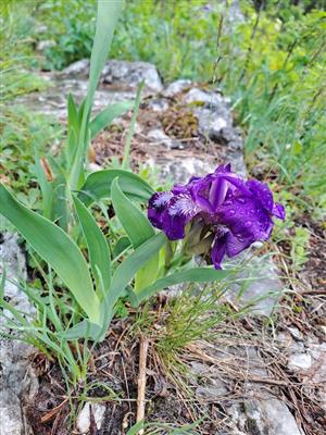 Kvitnúci jedinec Iris aphylla subsp. hungarica na TML