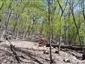 Lipovo-javorové sutinové lesy (4.5.2023)