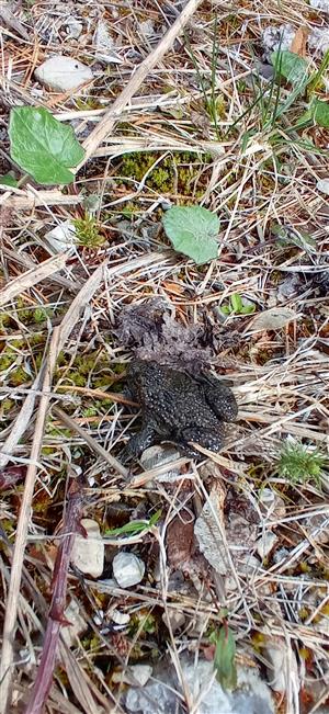 Bombina variegata_adult
