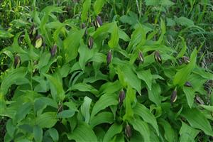 Pohľad na sterilné jedince Cypripedium calceolus