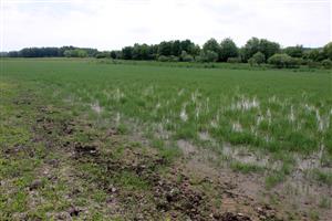 po poklese hladiny dno zarastá Bolboschoenus maritmus agg., na brehoch vegetácia biotopu Vo9