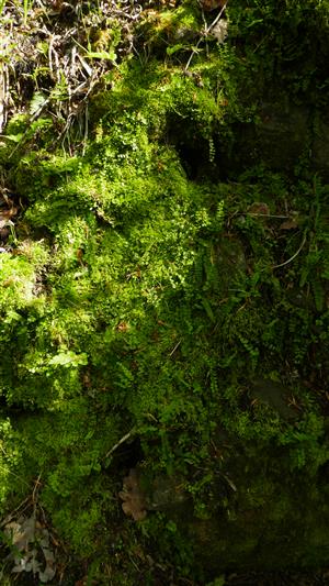Pohľad na jedince Asplenium adulterinum na časti TML.