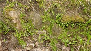 Pohľad na jedince Asplenium adulterinum na časti TML.