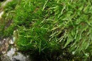 Dicranum viride v TMP_1