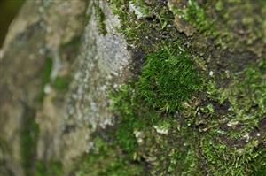 Dicranum viride v TMP_3