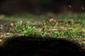 Buxbaumia viridis v TMP_1