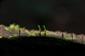 Buxbaumia viridis v TMP_1