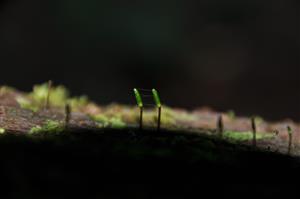 Buxbaumia viridis v TMP_1