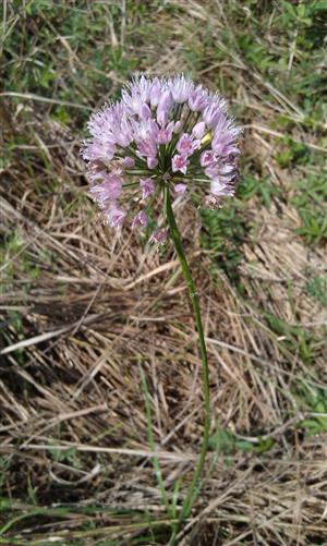 druh Allium angulosum