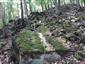 Lipovo-javorové sutinové lesy (25.5.2023)