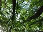 Teplomilné panónske dubové lesy (23.5.2023)